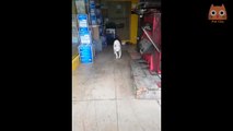 Trate de no reírse - Vídeos divertidos de gatos y perros #1