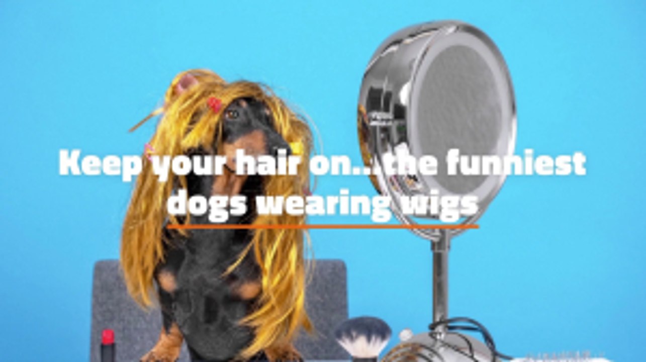 Funny Dog Fashion