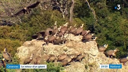 Le vautour fauve est de retour dans les Cévennes