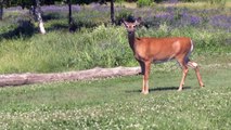 Nouvelles réglementations de la chasse aux cerfs de Virginie