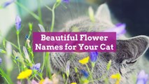 32 Beautiful Flower Names for Your Cat