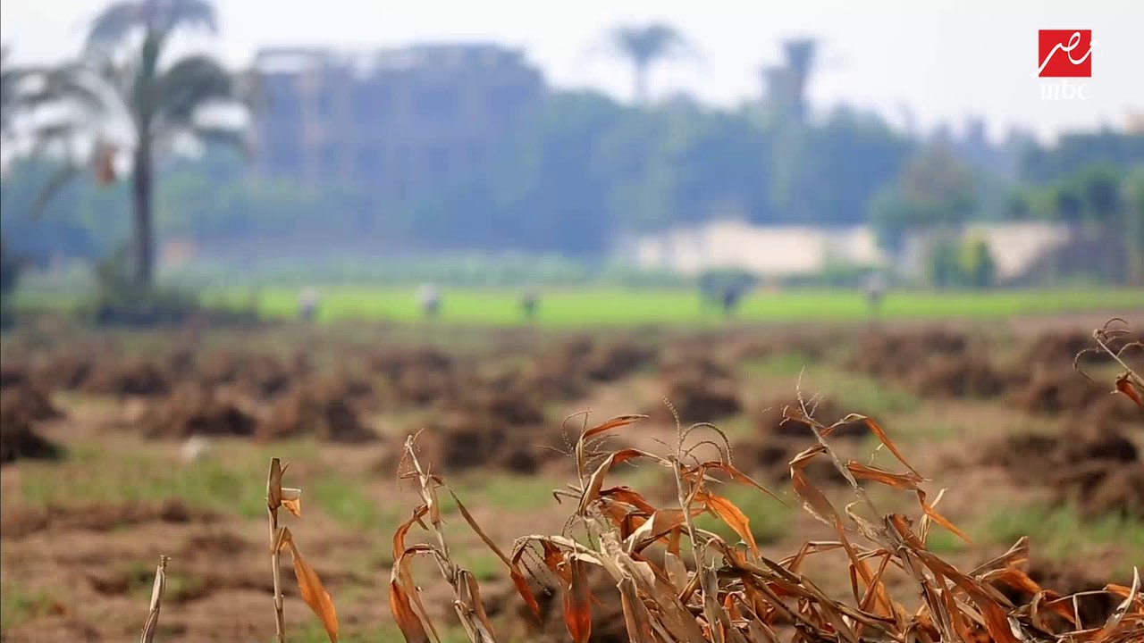 (يحدث في مصر) يستعرض مع وزير الري تجربة التحول نحو الري بالتنقيط في إحدى الأراضي الزراعية