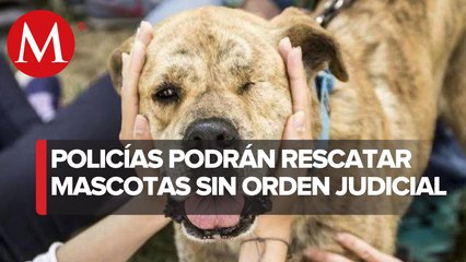 Policías de CdMx podrán entrar a casas, sin orden judicial, en casos de maltrato animal