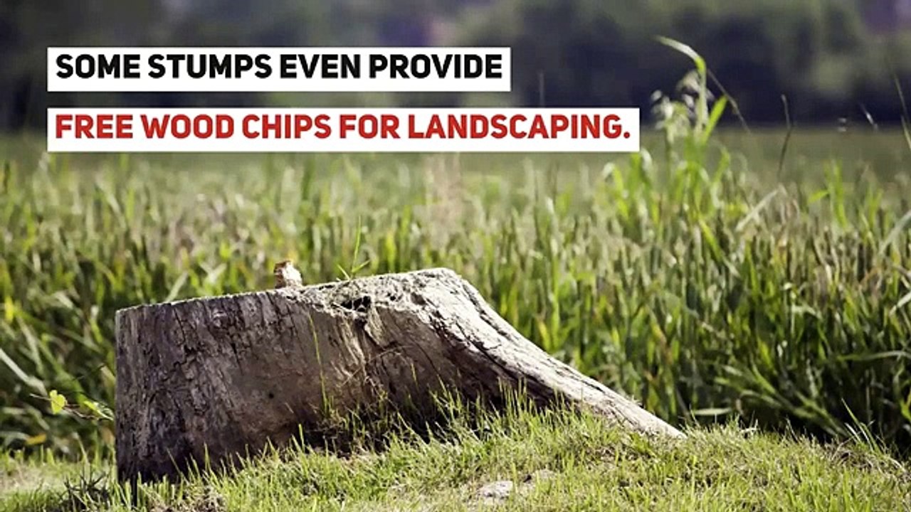 Tree service Long Island - Top reason to hire a professional Tree service company