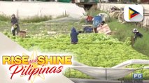 Cut flower farmers sa Benguet, apektado ang kabuhayan dahil sa COVID-19 pandemic