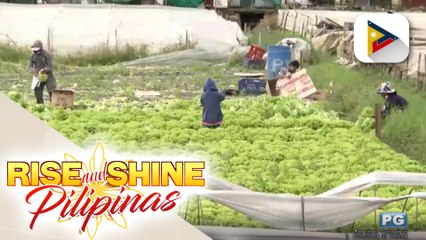 Cut flower farmers sa Benguet, apektado ang kabuhayan dahil sa COVID-19 pandemic