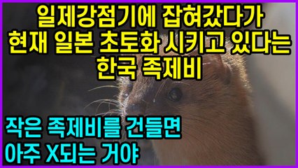 일제강점기에 잡혀갔다가 현재 일본 초토화 시키고 있다는 한국 족제비