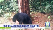 Graban a un oso de anteojos en San Agustín, Huila