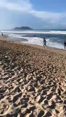 ¡Héroes sin capa! Salvan a venadito de ahogarse en playa de Mazatlán