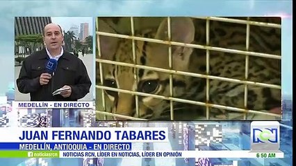 Hombre paseaba por un centro comercial con un tigrillo en Medellín