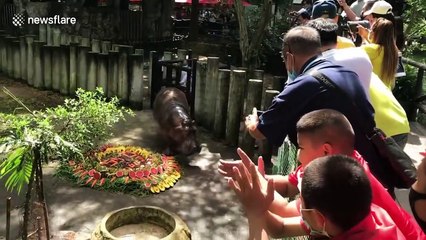 Thai oldest hippo celebrates 55th birthday