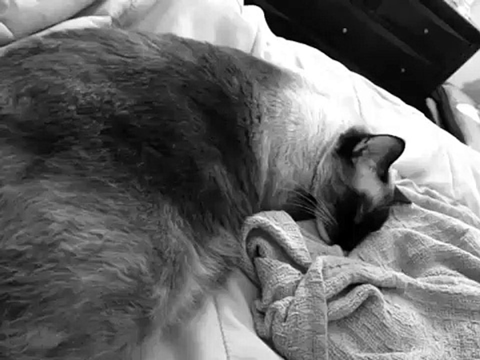 Cat having a bad dream HD