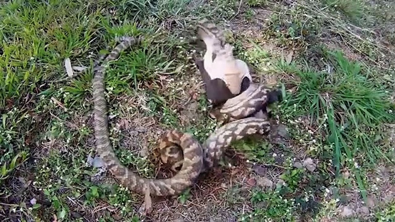 Wild_Discovery_Animals_-_Craziest_Animal_Fights_Caught_On_Camera!_Animals_Documentary_2018(360p)