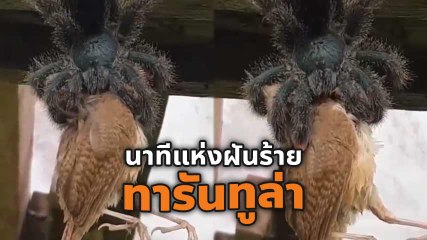นาทีแมงมุมทารันทูล่า ห้อยหัวเขมือบนกทั้งตัว ฉากสุดช็อก.. จนเป็นไวรัล !