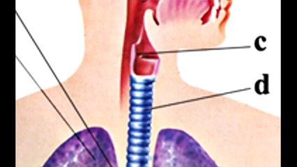 Sistem pernapasan manusia Kelas V SD N Tegalayu no. 96 Surakarta
