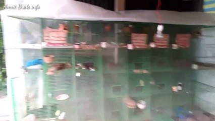 Zebra finish brids ki cage sail
