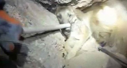 Kayalıklara sıkışan köpeği itfaiye kurtardı