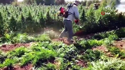 Diyarbakır’da son 9 ay içinde 94 milyon kök kenevir, 32 ton esrar ele geçirildi
