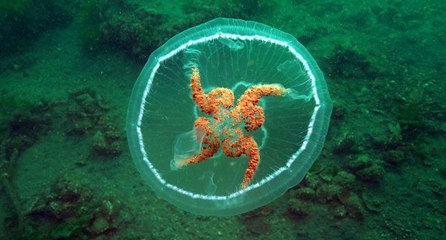 Marmara'da görülen ay denizanası için uyarı