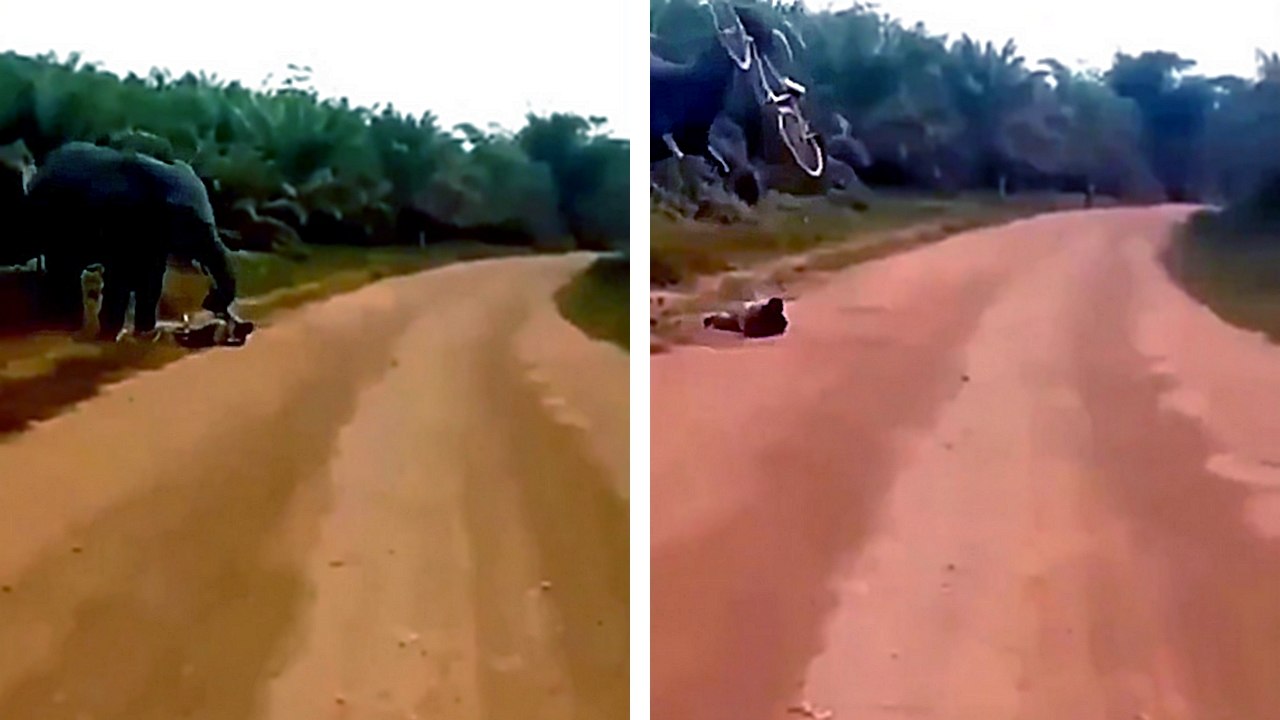 Une femme se fait attaquer par un éléphant mais elle ne sait pas ramper