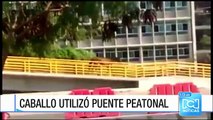 Caballo dio ejemplo en Santa Marta y cruzó avenida usando el puente peatonal