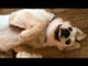 Funniest  Dogs and  Cats - Awesome Funny Pet Animals Life Videos