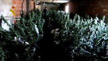 Guardia Civil desmantela un centro de producción de cannabis en Minateda