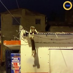 Ces chats font un remake d'une scène culte du "Roi Lion"