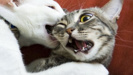  Funniest  Dogs and  Cats - Awesome and Funniest Animals Videos 2020