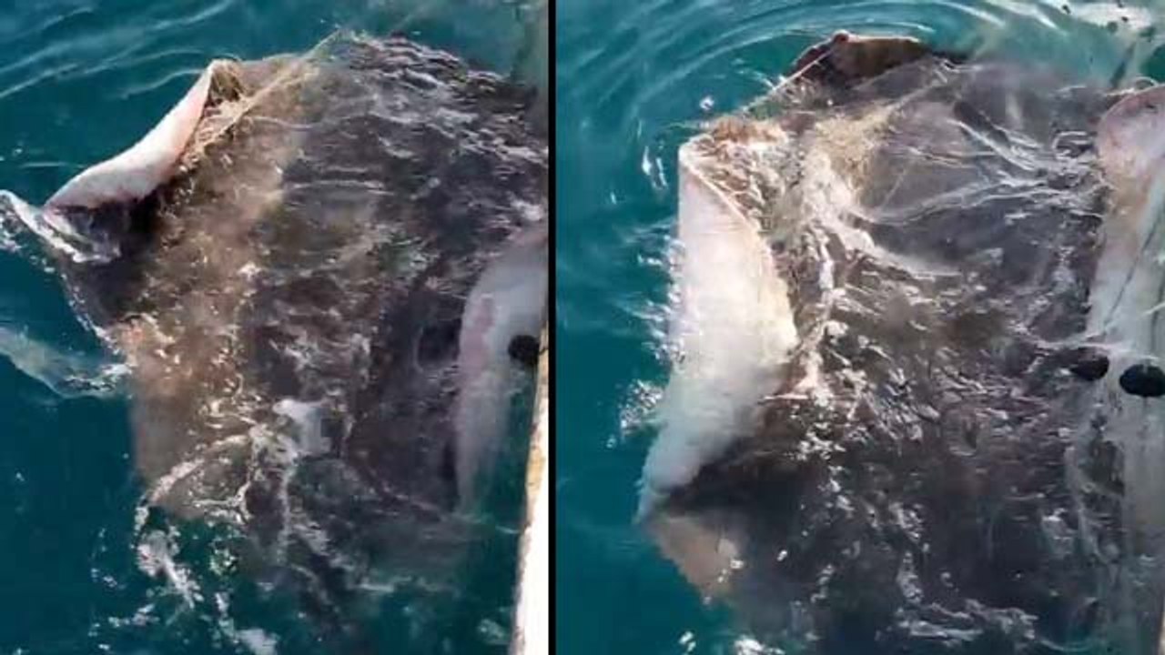 Antalya'da balıkçıların ağına dev vatoz balığı takıldı