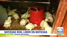 Autoridades mantienen cuarentena en Cundinamarca por brotes de Newcastle