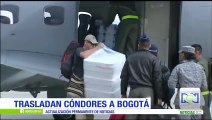 Fuerza Aérea trasladó a Bogotá los cuerpos de dos cóndores encontrados muertos en Santa Marta