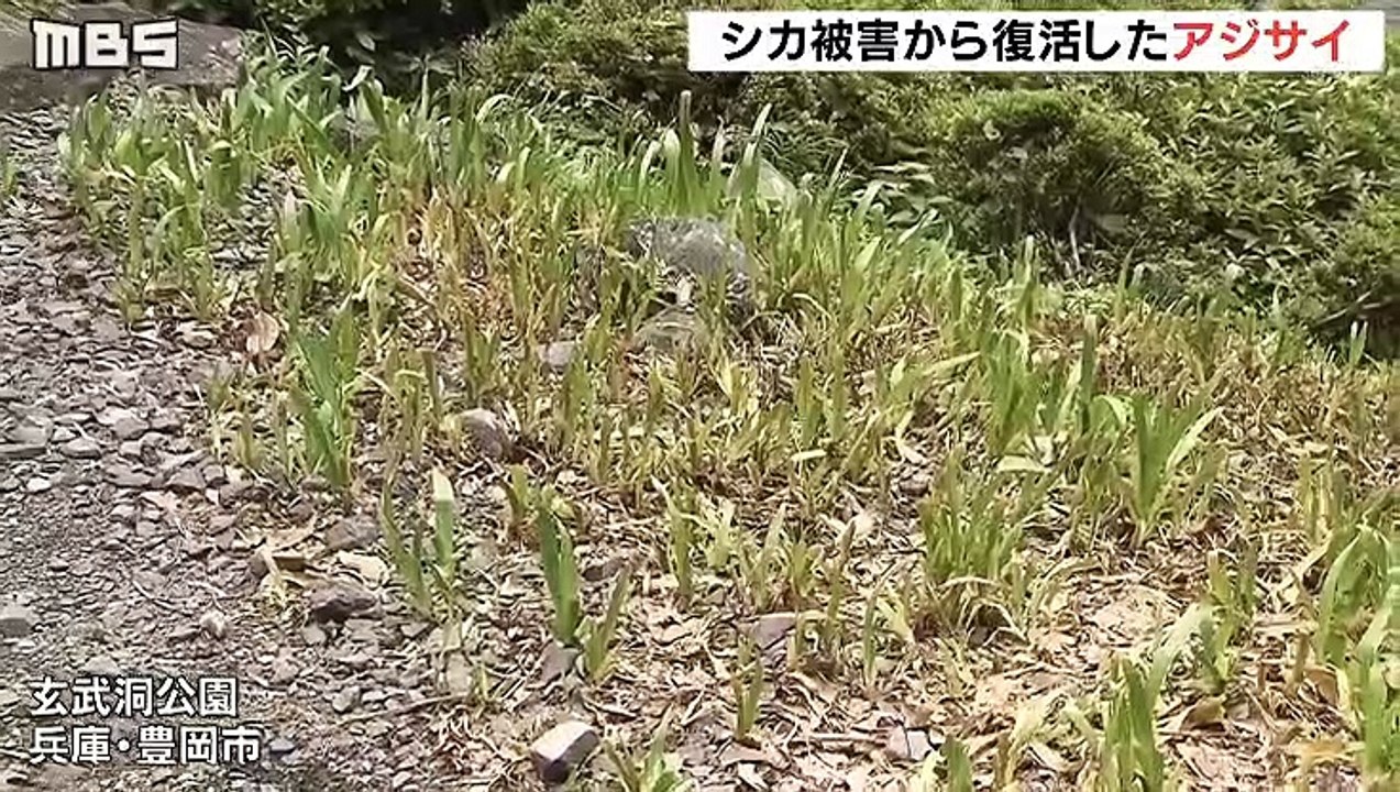 「アジサイ」が玄武洞公園で見頃“シカ被害”から復活し、約４００本　兵庫県豊岡市 (動物愛誤)(農業損害)(經濟損害)(製造車禍.傷人.人身被害)(新型コロナウイルス.2019新型冠狀病毒.武漢肺炎.2019-nCoV.COVID-19)(アニマルホーダー.動物囤積症.Animal Hoarding)(トキソプラズマ.弓形蟲感染症.Toxoplasma gondii)(トキソカラ症.イヌ.猫回虫.犬.貓蛔蟲.Toxocara Canis.Cati)(狂犬病.Rabies)