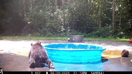Bear Brings Cub for a Swim in Kiddie Pool