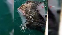 Antalya'da balıkçıların ağına dev vatoz balığı takıldı