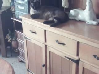 Mes animaux