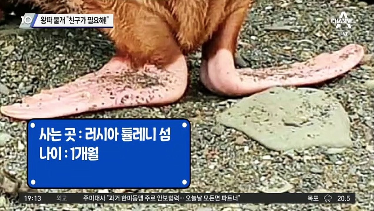 왕따 물개 “친구가 필요해!”