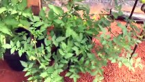 Comparing None Grafted Tomato Plant To Grafted Tomato Plants