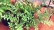Comparing None Grafted Tomato Plant To Grafted Tomato Plants