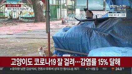 고양이도 코로나19 잘 걸려…감염률 15% 달해