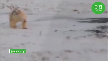 La extraña marca en un oso polar sobre la Segunda Guerra Mundial que preocupa a los científicos