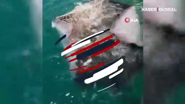 Antalya'da balıkçıların ağına takılan balık hayrete düşürdü