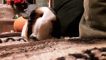 CAVIA PORCELLUS TURMERIC 20191010_084748