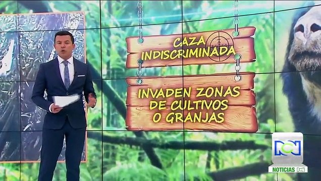 Después de cinco años, reaparecen los osos de anteojos en el sur del Huila