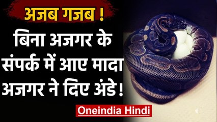 Python के संपर्क में 15 साल से नहीं आई मादा अजगर फिर भी दिए अंडे वनइंडिया हिंदी