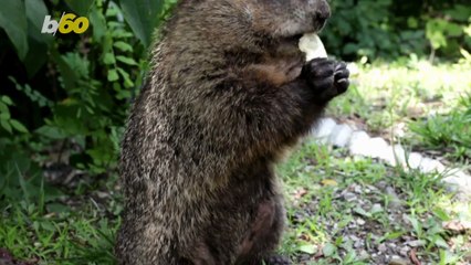 Adorable Monkey Shares Meal With Driver Through Car Window