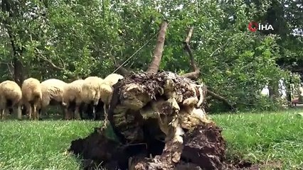 Siverek’te fırtına ağaçları kökünden söktü