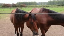 Más de 40 caballos han aparecido muertos o desmembrados en los últimos días en Francia