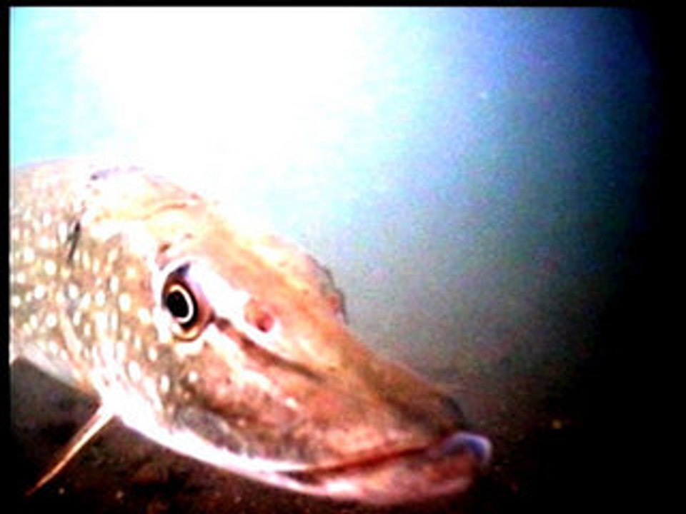 BANDE ANNONCE ESOX LUCIUS n°2