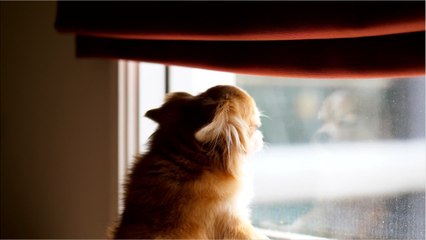 How To Help Your Dog Deal With Anxiety